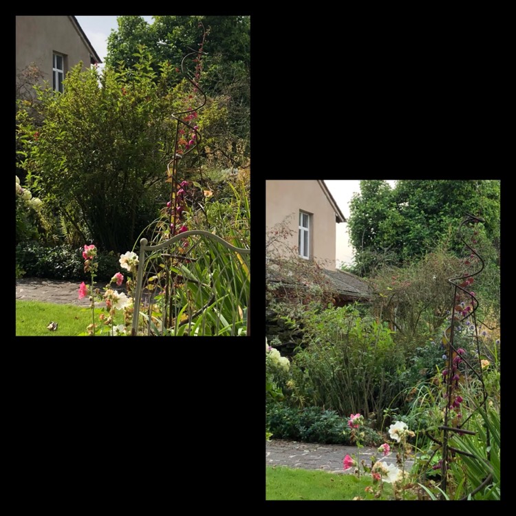 plant image 1529875