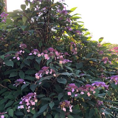Hydrangea aspera 'Villosa'