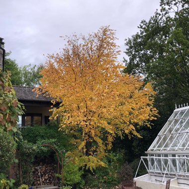 Cercidiphyllum japonicum