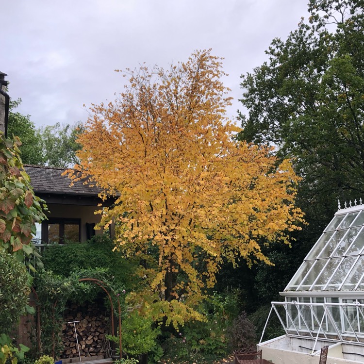 Plant image Cercidiphyllum japonicum