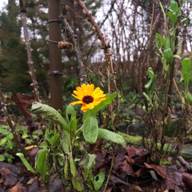 Calendula officinalis 'Indian Prince'