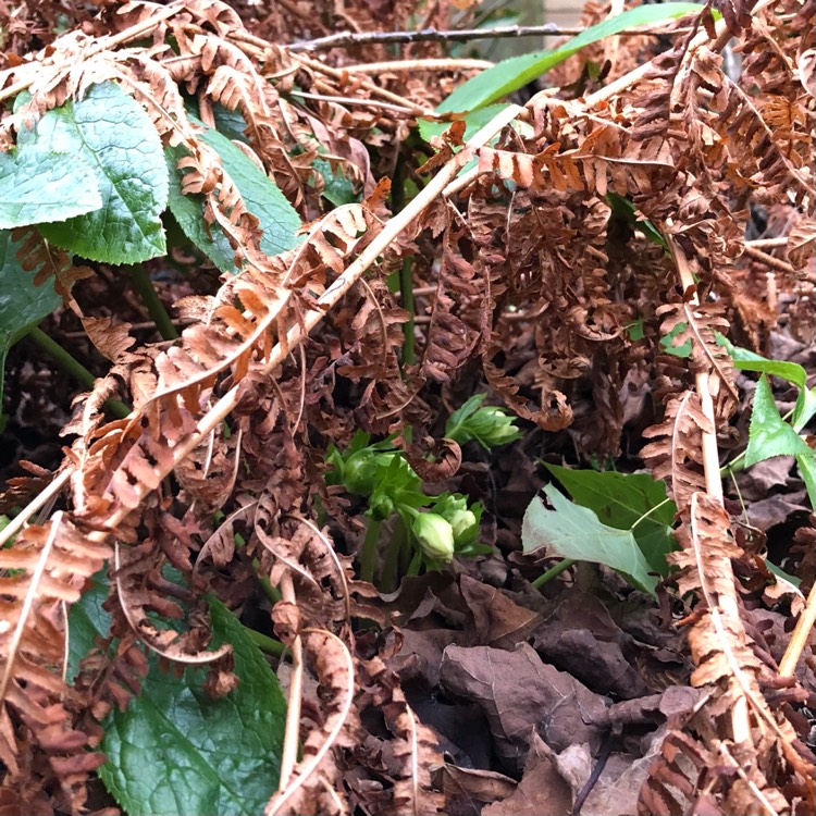 plant image 1557549