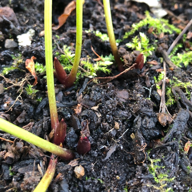 plant image 1558611