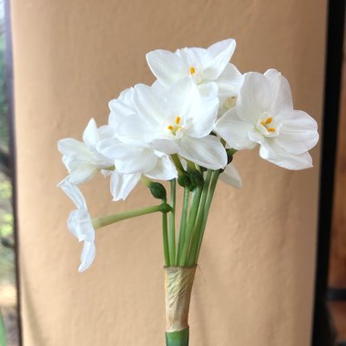 Narcissus papyraceus syn. Narcissus 'Paper White'