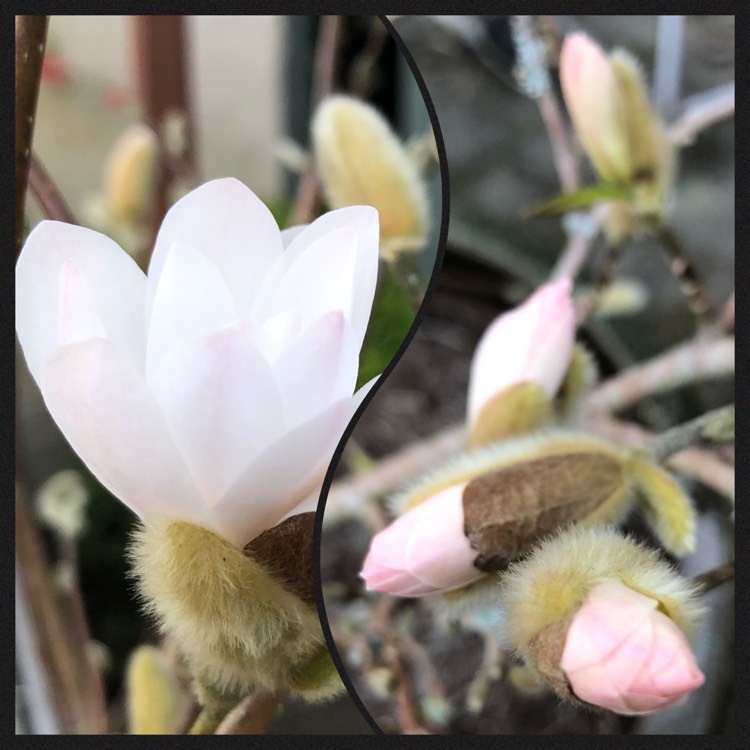 plant image 1570716