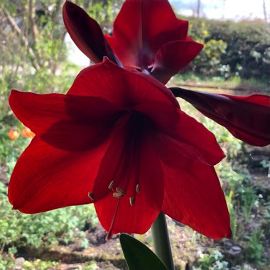 Hippeastrum (Galaxy Group) 'Red Lion'