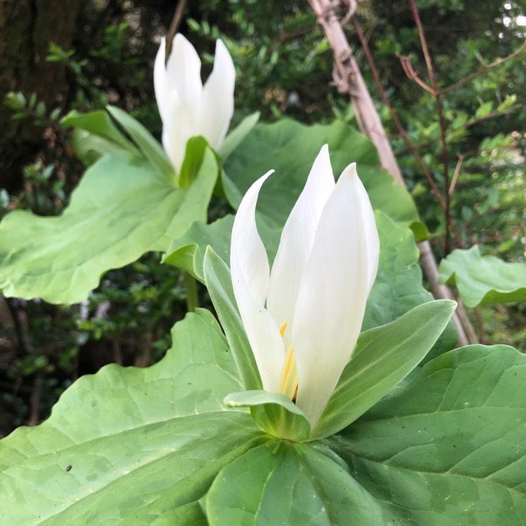 plant image 1576549