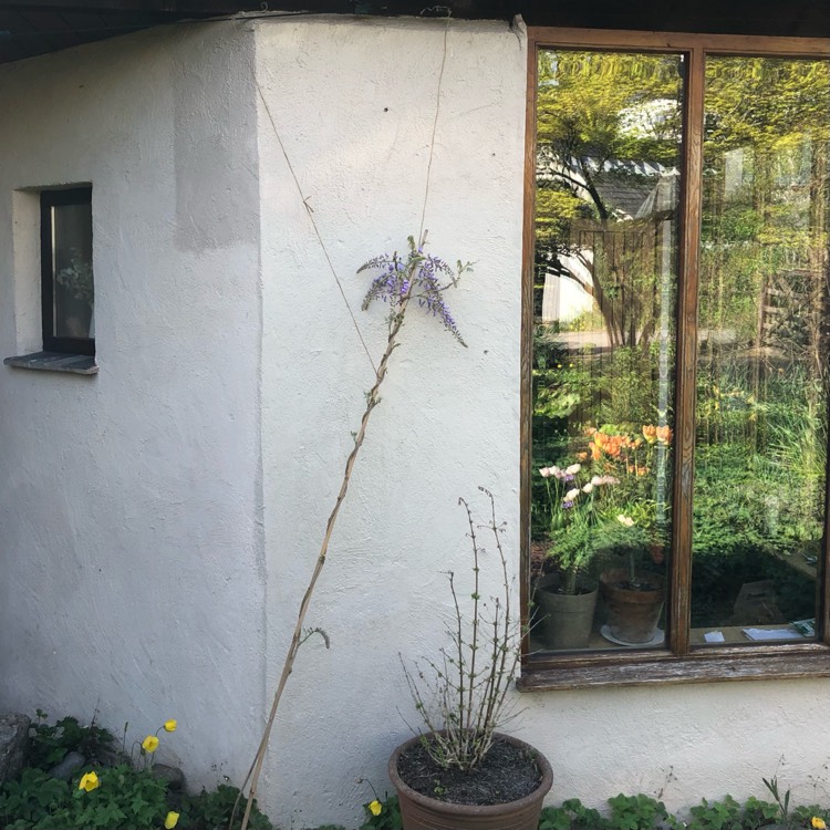 Plant image Wisteria Sinensis 'Prolific'