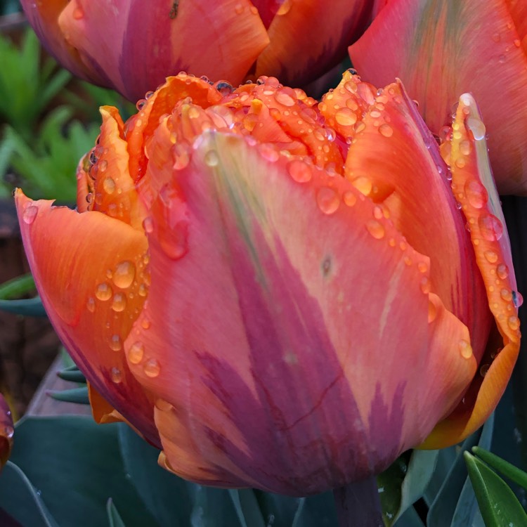 Plant image Tulipa 'Orange Princess'