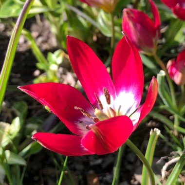 Tulipa clusiana 'Annika'