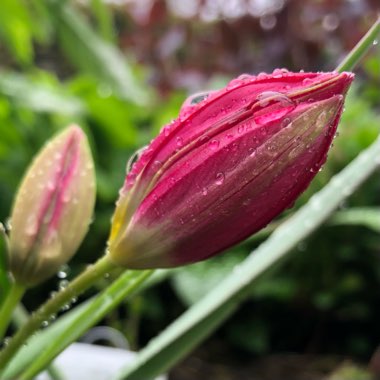 Tulipa clusiana 'Annika'
