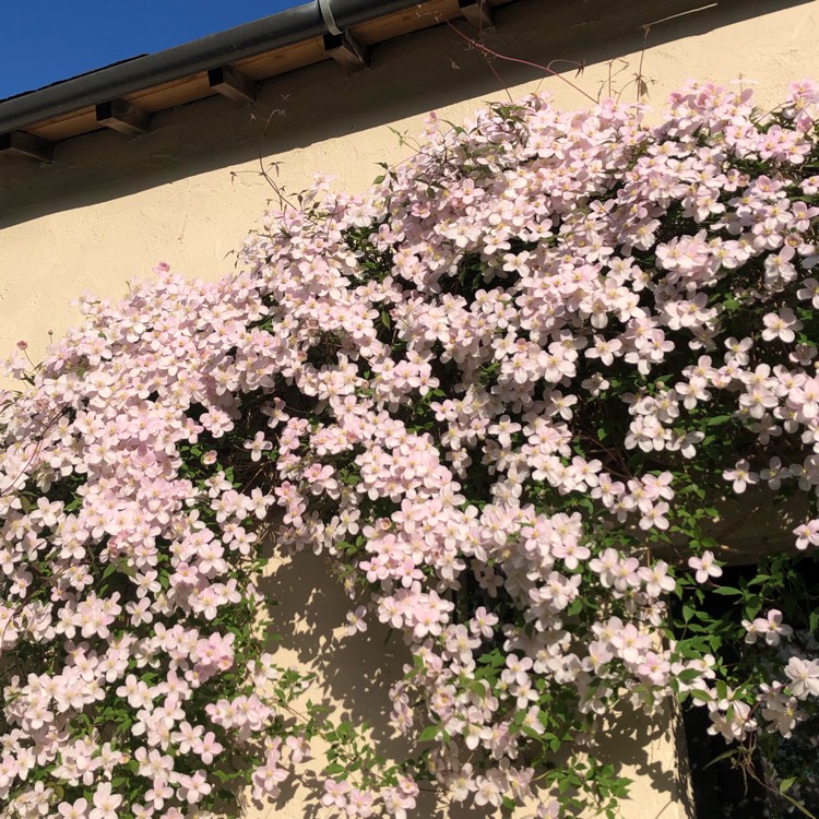 plant image 1586137