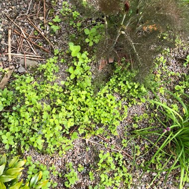 Angelica archangelica; syn Angelica officinalis