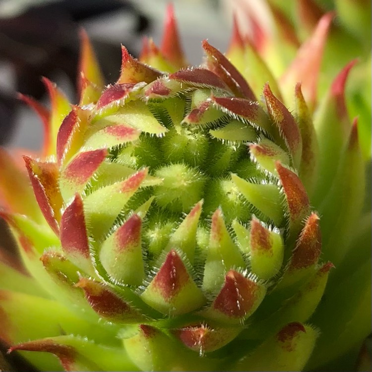 plant image 1601641