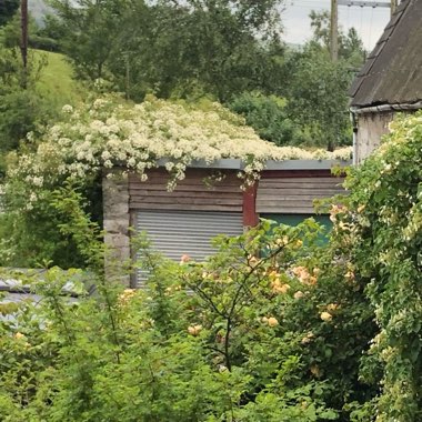 Rosa 'Filipes Kiftsgate'