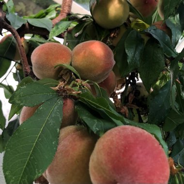 Prunus persica 'Peregrine'
