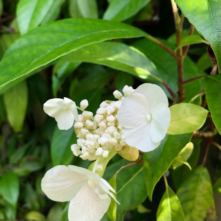 plant image 1610739 plant image 1610739