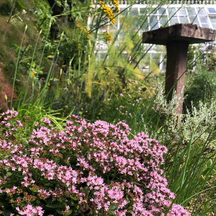 Plant image Origanum vulgare 'Compactum'