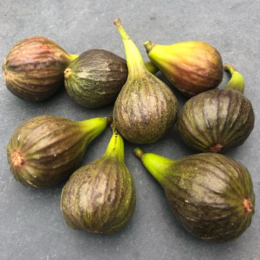 Ficus carica 'Brown Turkey'