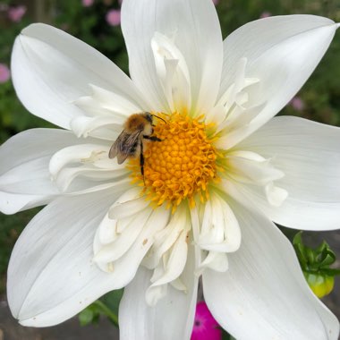 Cosmos Bipinnatus 'Purity'
