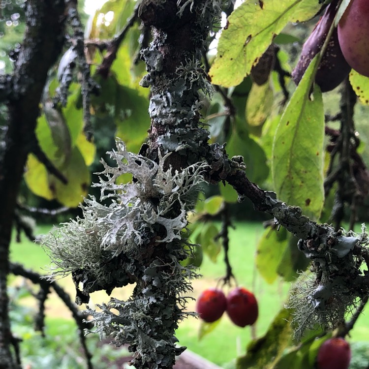 plant image 1626342