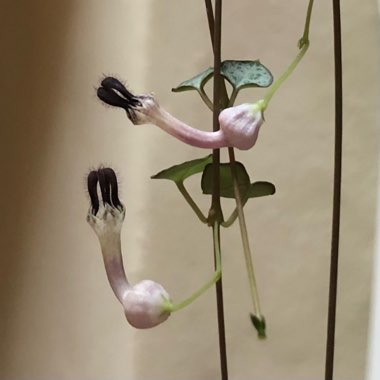 Ceropegia linearis subsp. Woodii