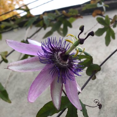 Passiflora incarnata 'Incense' syn. Passiflora incarnata x cincinnata