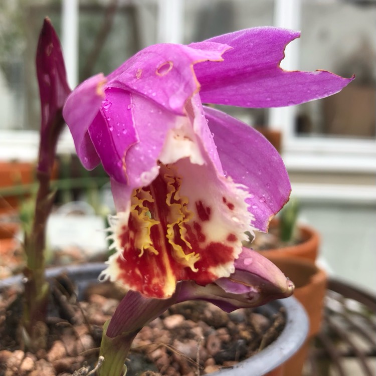 Plant image Pleione Formosana
