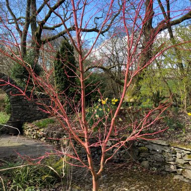 Acer palmatum 'Sango-Kaku'