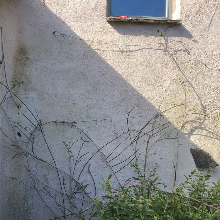 plant image 1655112 plant image 1655112