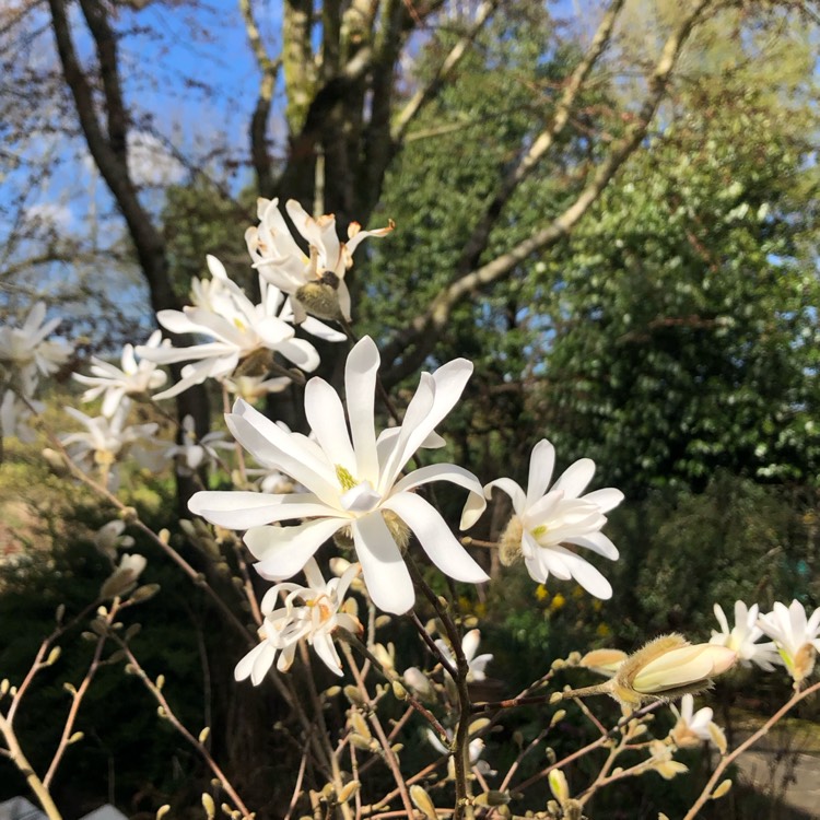 plant image 1655796