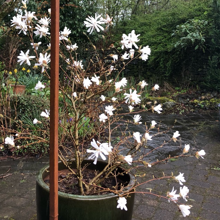 plant image 1656423