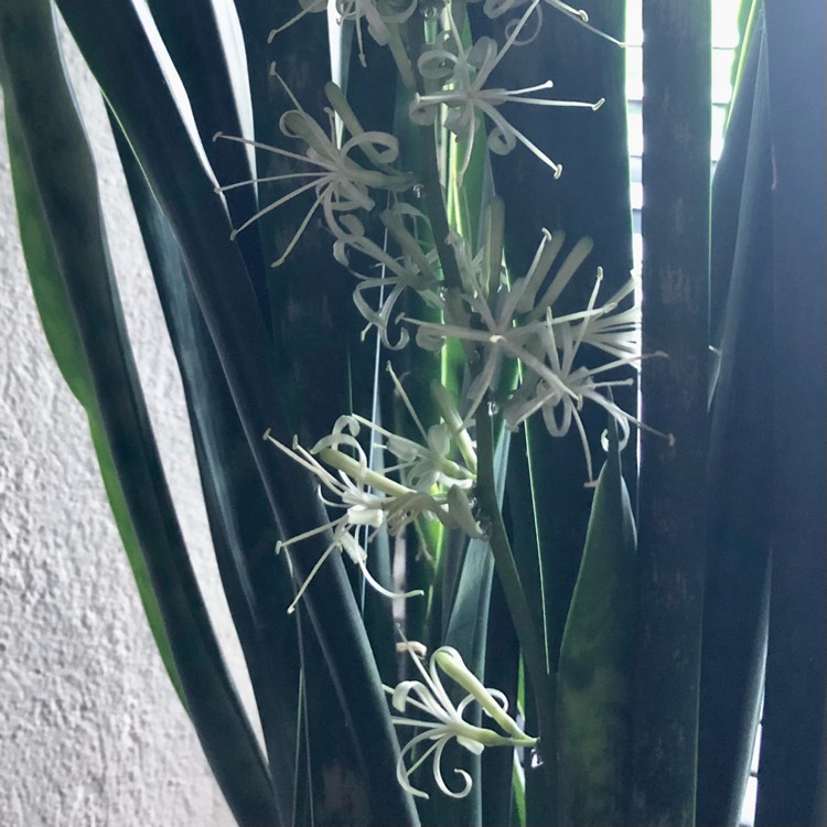 plant image 1668382 plant image 1668382