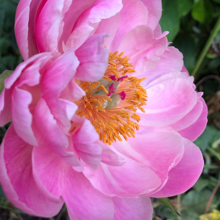 plant image 1672245 plant image 1672245