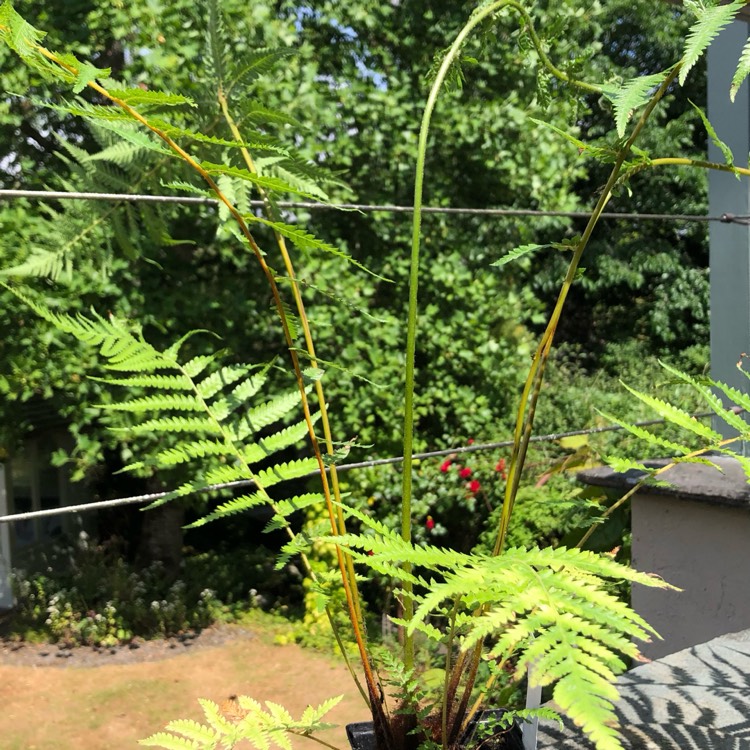 plant image 1673898 plant image 1673898