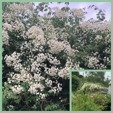 Rosa 'Filipes Kiftsgate'