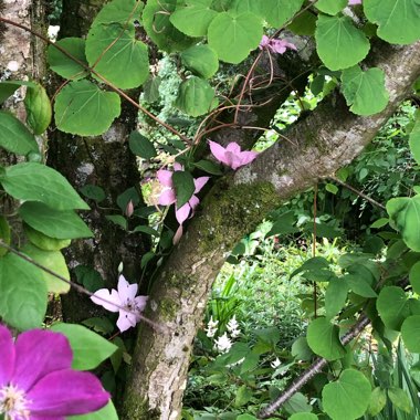 Clematis 'Nelly Moser'