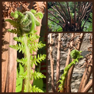 Dicksonia antarctica