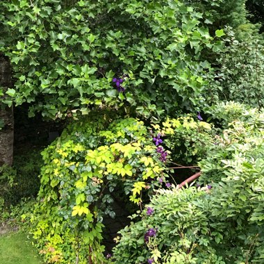 Tulip Tree