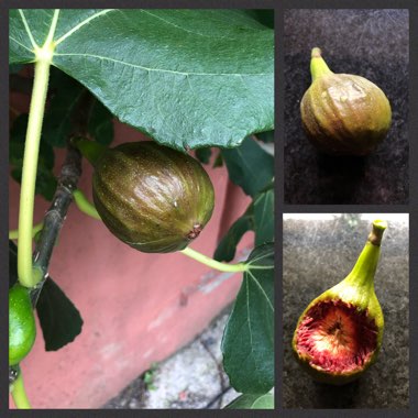 Fig 'Brown Turkey'