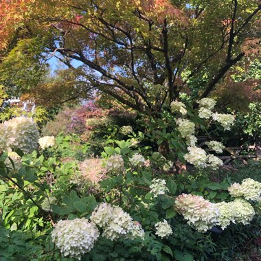 Hydrangea 'Limelight'