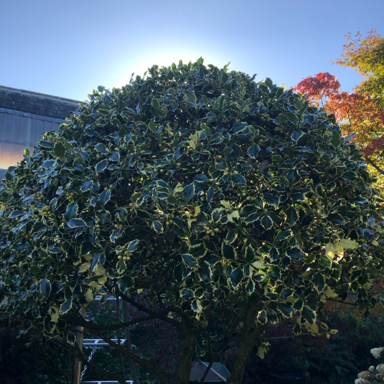 plant image 1686787 plant image 1686787