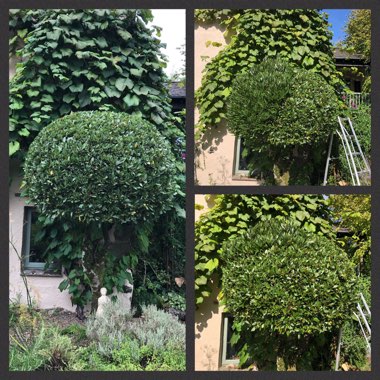 Laurus Nobilis