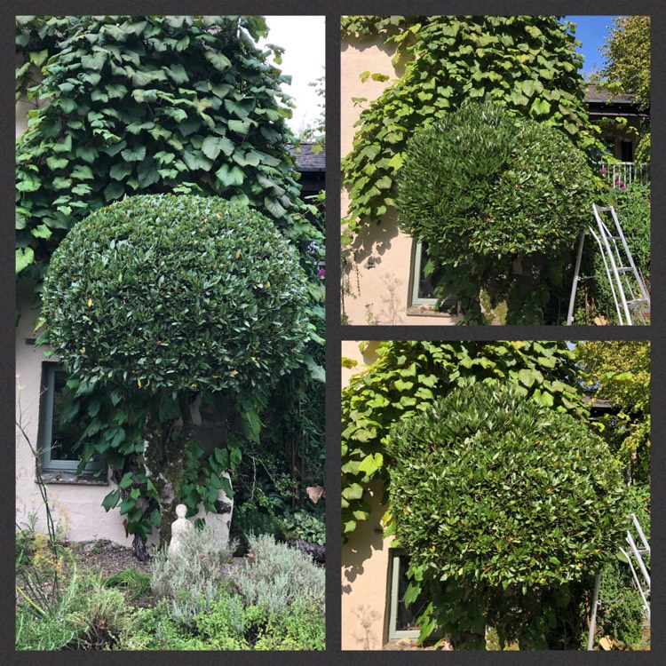 plant image 1687851