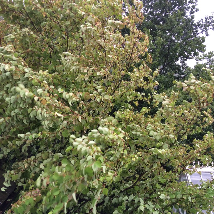 plant image 213158