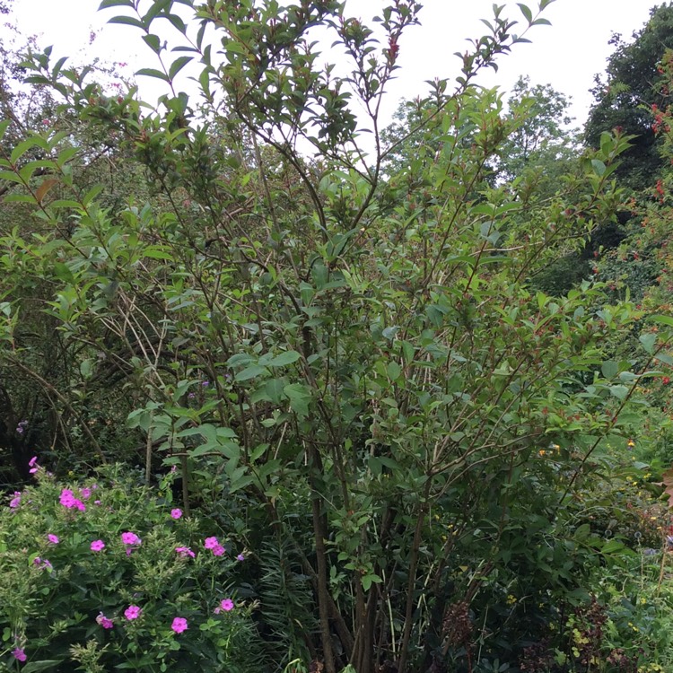 plant image 218886