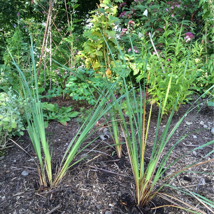 plant image 243133 plant image 243133