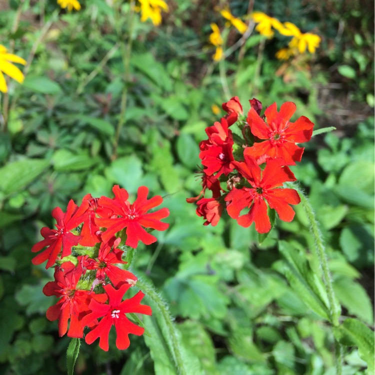 plant image 244834