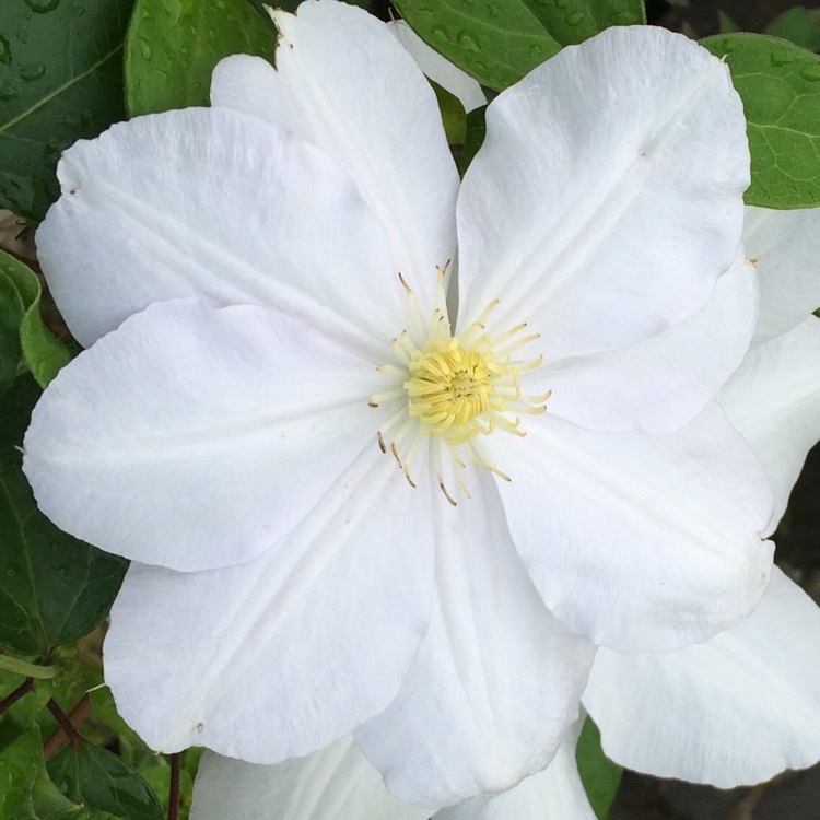 plant image 246721