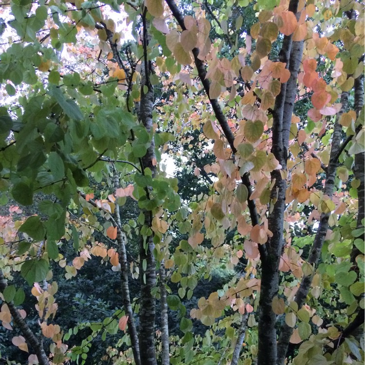 plant image 246748